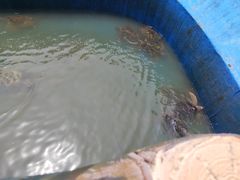 -广东惠东海龟国家级自然保护区