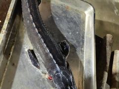 -姥家大锅台水库渔家