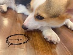 -柯斗斗主题餐厅·狗咖·围炉煮茶·茶饮(国瑞升平里店)