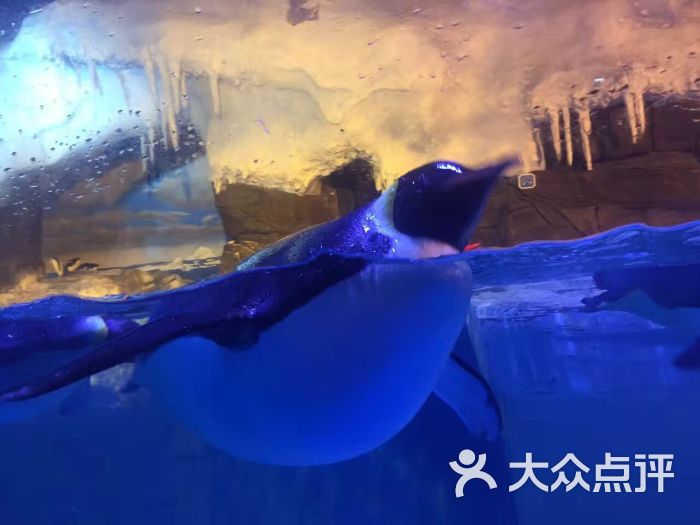 成都海昌极地海洋公园-图片-双流区周边游-大众点评网