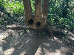 -上海佘山国家森林公园天马山园