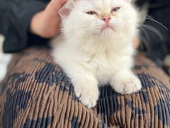 -lincat·猫舍(广州店)