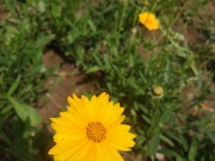 -莲花山花海