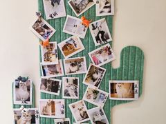 -猫域·湾主题猫咖·宠物吧(南坪城市广场店)