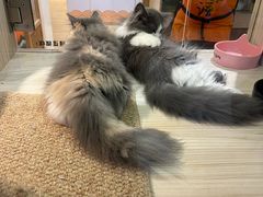 -屋虎猫馆(宝安大仟里店)