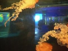 -重庆欢乐海底世界