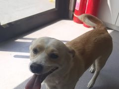 -瑞派宠物医院·犬猫全科·猫友好(宾水西道店)