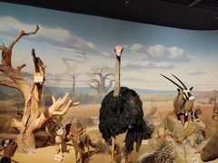 -陕西自然博物馆