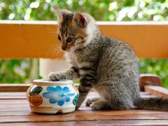 -瑞鹏宠物医院·骨科·猫科·内科(第一中心)