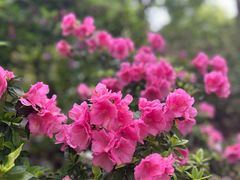 -上海滨江森林公园