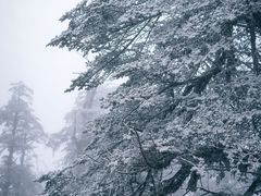 -瓦屋山景区