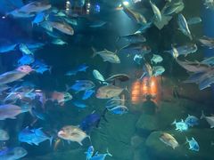 -成都浩海立方海洋公园