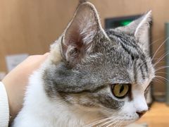 -MOCHA明星猫咖(田子坊店)