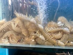 -仙螺岛海鲜自助餐厅(总店)