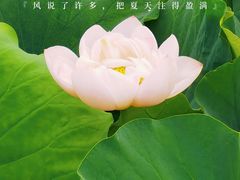 -荷塘月色湿地公园·向阳花洲