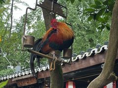 -青城甲(青城山店)