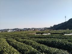 -龙坞茶村
