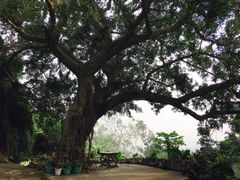 后院-鼓浪屿琴海庄园海景酒店