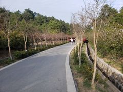 -灵岩山风景区
