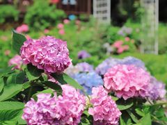 -上海共青森林公园