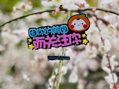 -莘庄梅园