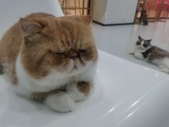 -糯米喵星人·撸猫猫舍咖啡馆(西市场嘉华店)