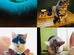 -猫猫幼稚园·撸猫·桌游·电玩