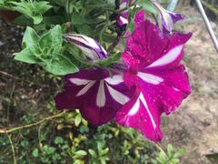 -北海金海湾红树林生态旅游区