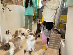 -猫在这儿猫咪咖啡馆·撸猫馆