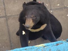 -西霞口神雕山野生动物世界