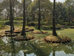 -上海滨江森林公园