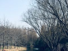 -上海滨江森林公园