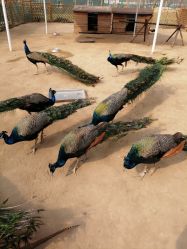 -萌宠亲子动物乐园(槐房万达店)