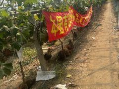 -马陆小张葡萄园农家乐