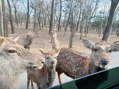 -秦皇岛野生动物园