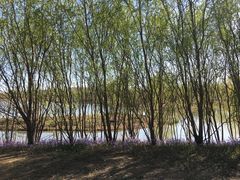 -东郊湿地公园