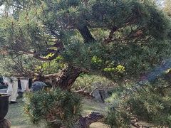 -上海醉白池公园