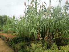 -北龙湖湿地公园