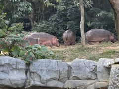 -广州长隆野生动物世界