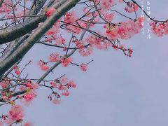 -顾村公园