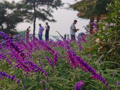 -铁山坪森林公园