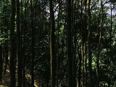 -阳台山森林公园