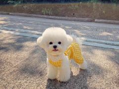 -萌宠之家·腊肠犬·马尔泰·小体犬舍