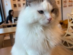-有喵·猫咖·狗咖·30几只猫10只小狗(岗厦店)