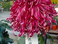 -国家植物园