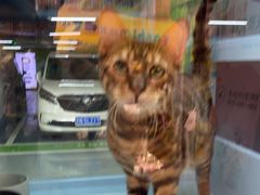 -FAELING PETS美天灵宠物(合生汇店)