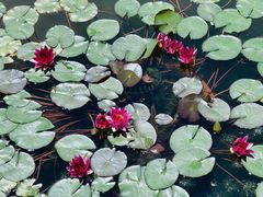 -莲花池公园