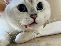 -北京观赏动物医院·24小时大型综合·猫专科·异宠专科