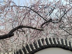 -桃花堤公园