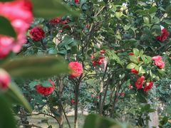 -深圳国际园林花卉博览园